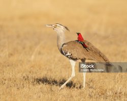 A Northern Carmine bee-eater catching a ride on the back of a Kori Bustard, photographed in Awash National Park, Ethiopia.