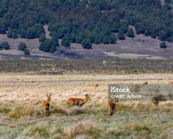 herd of antelope Bohor reedbuck, Redunca redunca in natural habitat , Bale mountain, Ethiopia, Africa Safari wildlife